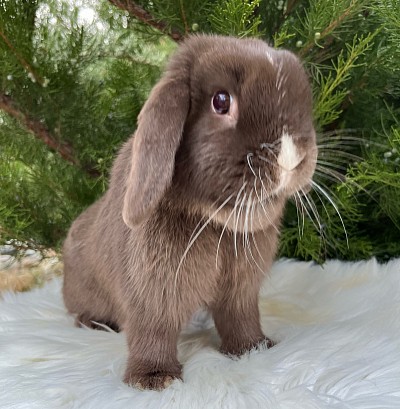 Miniature lop, Miniature Lop, карликовые кролики Ростов, карликовые кролики Сочи, карликовые кролики Краснодар, Минилоп