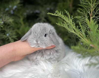 Mini lop, Miniature Lop, карликовые кролики Ростов, карликовые кролики Сочи, карликовые кролики Краснодар, кролик на Новый год, новогодний кролик, новогодние кролики