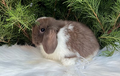 Mini lop, Miniature Lop, карликовые кролики Ростов, карликовые кролики Сочи, карликовые кролики Краснодар