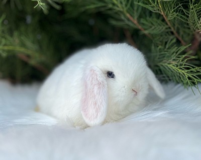 Mini lop, Miniature Lop, карликовые кролики Ростов, карликовые кролики Сочи, карликовые кролики Краснодар