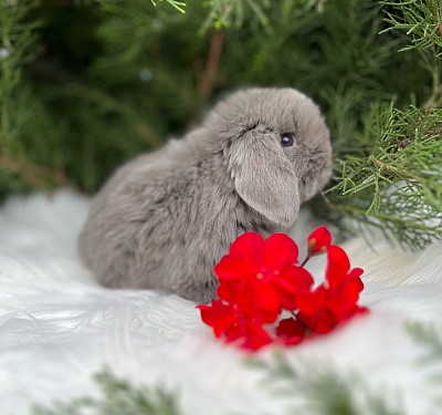 Mini lop, Miniature Lop, карликовые кролики Ростов, карликовые кролики Сочи, карликовые кролики Краснодар