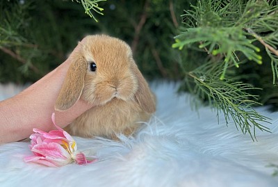 Mini lop, Miniature Lop, карликовые кролики Ростов, карликовые кролики Сочи, карликовые кролики Краснодар