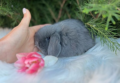 Mini lop, Miniature Lop, карликовые кролики Ростов, карликовые кролики Сочи, карликовые кролики Краснодар