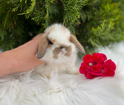 Mini lop, Miniature Lop, карликовые кролики Ростов, карликовые кролики Сочи, карликовые кролики Краснодар, кролик на Новый год, новогодний кролик, новогодние кролики