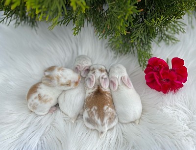 Mini lop, Miniature Lop, карликовые кролики Ростов, карликовые кролики Сочи, карликовые кролики Краснодар, кролик на Новый год, новогодний кролик, новогодние кролики