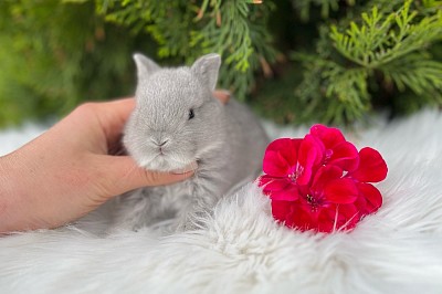 Кролик минор, самый маленький кролик, минор, кролики Сочи, кролики Краснодар, кролики Москва, самый маленький кролик, миникролик