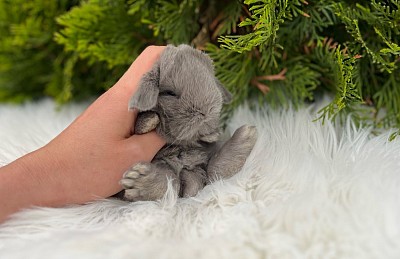 Mini lop, Miniature Lop, карликовые кролики Ростов, карликовые кролики Сочи, карликовые кролики Краснодар, кролик на Новый год, новогодний кролик, новогодние кролики