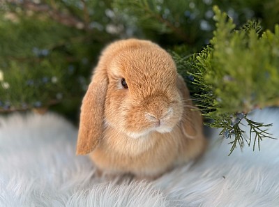 Mini lop, Miniature Lop, карликовые кролики Ростов, карликовые кролики Сочи, карликовые кролики Краснодар, Минилоп