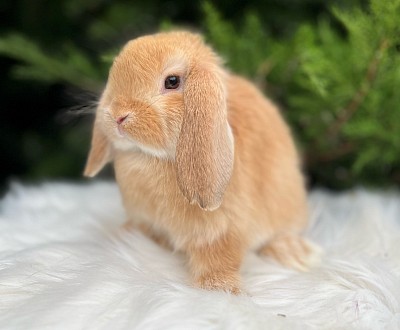 Минилоп, Mini lop, Miniature Lop, карликовые кролики Ростов, карликовые кролики Сочи, карликовые кролики Краснодар