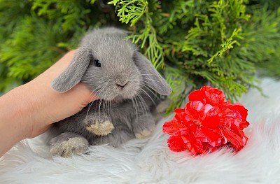 Mini lop, Miniature Lop, карликовые кролики Ростов, карликовые кролики Сочи, карликовые кролики Краснодар, кролик на Новый год, новогодний кролик, новогодние кролики
