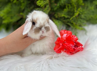 Mini lop, Miniature Lop, карликовые кролики Ростов, карликовые кролики Сочи, карликовые кролики Краснодар