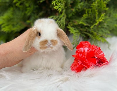 Mini lop, Miniature Lop, карликовые кролики Ростов, карликовые кролики Сочи, карликовые кролики Краснодар, кролик на Новый год, новогодний кролик, новогодние кролики