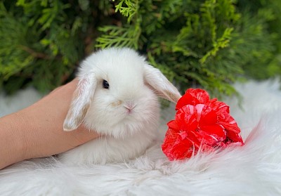 Mini lop, Miniature Lop, карликовые кролики Ростов, карликовые кролики Сочи, карликовые кролики Краснодар, кролик на Новый год, новогодний кролик, новогодние кролики