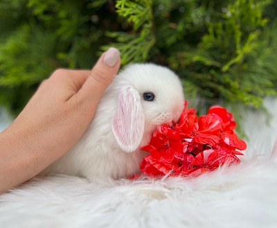 Mini lop, Miniature Lop, карликовые кролики Ростов, карликовые кролики Сочи, карликовые кролики Краснодар, кролик на Новый год, новогодний кролик, новогодние кролики