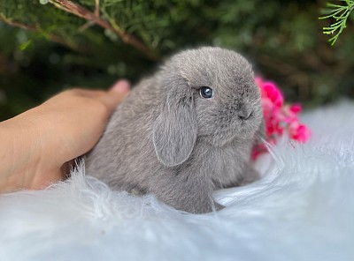 Mini lop, Miniature Lop, карликовые кролики Ростов, карликовые кролики Сочи, карликовые кролики Краснодар