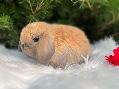 Кролик
