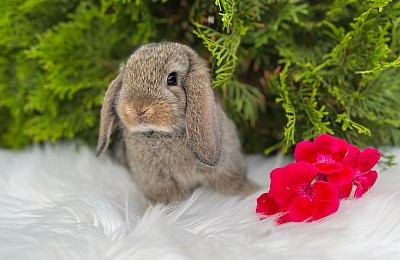 Mini lop, Miniature Lop, карликовые кролики Ростов, карликовые кролики Сочи, карликовые кролики Краснодар
