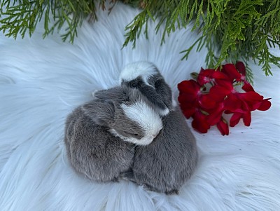 Mini lop, Miniature Lop, карликовые кролики Ростов, карликовые кролики Сочи, карликовые кролики Краснодар, кролик на Новый год, новогодний кролик, новогодние кролики