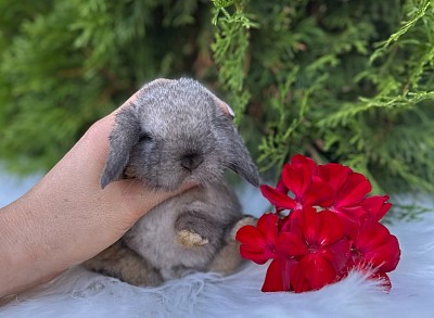 ЯMini lop, Miniature Lop, карликовые кролики Ростов, карликовые кролики Сочи, карликовые кролики Краснодар