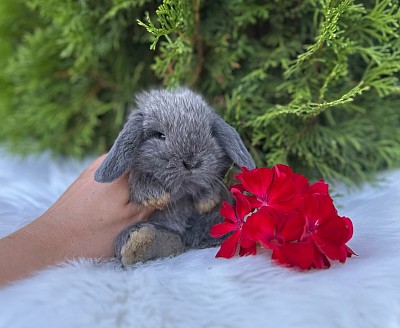 ЯMini lop, Miniature Lop, карликовые кролики Ростов, карликовые кролики Сочи, карликовые кролики Краснодар