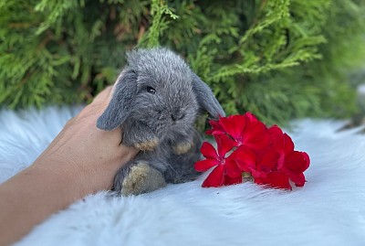 Mini lop, Miniature Lop, карликовые кролики Ростов, карликовые кролики Сочи, карликовые кролики Краснодар, кролик на Новый год, новогодний кролик, новогодние кролики