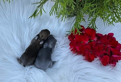 Mini lop, Miniature Lop, карликовые кролики Ростов, карликовые кролики Сочи, карликовые кролики Краснодар