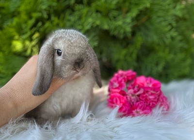 ЯMini lop, Miniature Lop, карликовые кролики Ростов, карликовые кролики Сочи, карликовые кролики Краснодар
