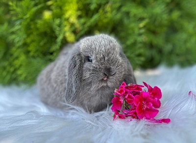 ЯMini lop, Miniature Lop, карликовые кролики Ростов, карликовые кролики Сочи, карликовые кролики Краснодар