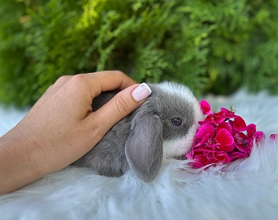 Mini lop, Miniature Lop, карликовые кролики Ростов, карликовые кролики Сочи, карликовые кролики Краснодар