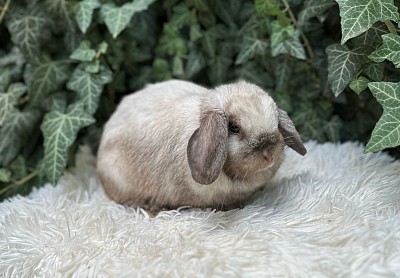 ЦMini lop, Miniature Lop, карликовые кролики Ростов, карликовые кролики Сочи, карликовые кролики Краснодар