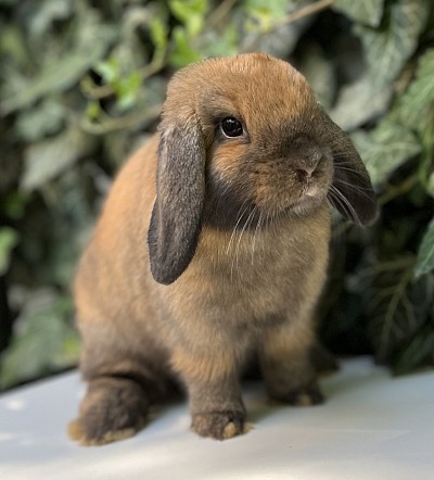 Mini lop, Miniature Lop, карликовые кролики Ростов, карликовые кролики Сочи, карликовые кролики Краснодар
