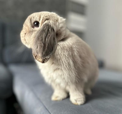 Карликовый кролик, Miniature Lop, карликовые кролики Ростов, карликовые кролики Сочи, карликовые кролики Краснодар