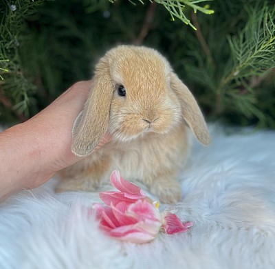Miniature lop, Miniature Lop, карликовые кролики Ростов, карликовые кролики Сочи, карликовые кролики Краснодар, Минилоп