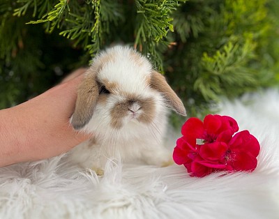 Miniature lop, Miniature Lop, карликовые кролики Ростов, карликовые кролики Сочи, карликовые кролики Краснодар, Минилоп