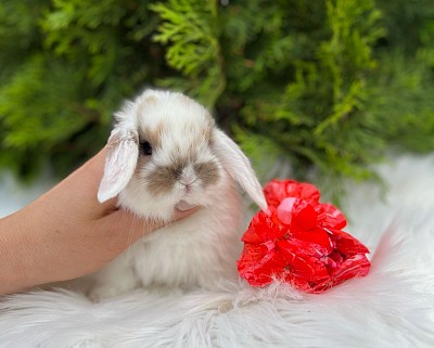 Miniature lop, Miniature Lop, карликовые кролики Ростов, карликовые кролики Сочи, карликовые кролики Краснодар, Минилоп