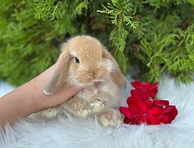Mini lop, Miniature Lop, карликовые кролики Ростов, карликовые кролики Сочи, карликовые кролики Краснодар, кролик на Новый год, новогодний кролик, новогодние кролики