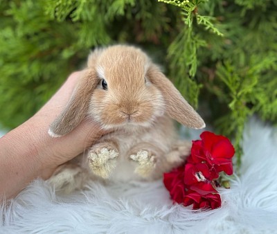 Mini lop, Miniature Lop, карликовые кролики Ростов, карликовые кролики Сочи, карликовые кролики Краснодар