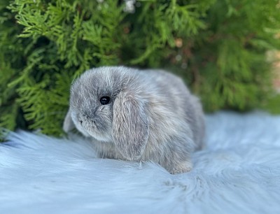Mini lop, Miniature Lop, карликовые кролики Ростов, карликовые кролики Сочи, карликовые кролики Краснодар, кролик на Новый год, новогодний кролик, новогодние кролики