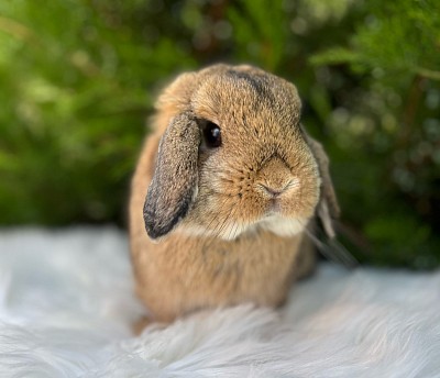 ЦMini lop, Miniature Lop, карликовые кролики Ростов, карликовые кролики Сочи, карликовые кролики Краснодар