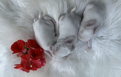 Mini lop, Miniature Lop, карликовые кролики Ростов, карликовые кролики Сочи, карликовые кролики Краснодар, кролик на Новый год, новогодний кролик, новогодние кролики