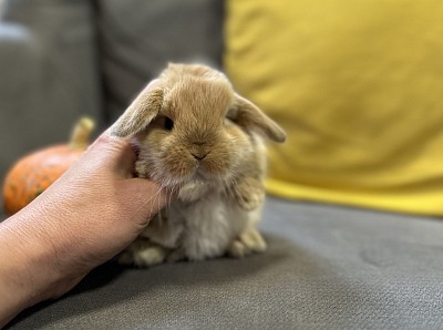 Mini lop, Miniature Lop, карликовые кролики Ростов, карликовые кролики Сочи, карликовые кролики Краснодар