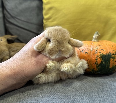 Mini lop, Miniature Lop, карликовые кролики Ростов, карликовые кролики Сочи, карликовые кролики Краснодар