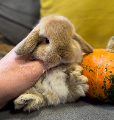 Mini lop, Miniature Lop, карликовые кролики Ростов, карликовые кролики Сочи, карликовые кролики Краснодар