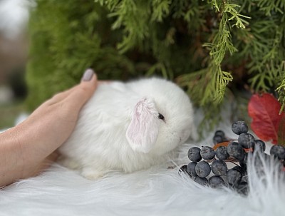 Mini lop, Miniature Lop, карликовые кролики Ростов, карликовые кролики Сочи, карликовые кролики Краснодар, кролик на Новый год, новогодний кролик, новогодние кролики