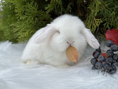 Mini lop, Miniature Lop, карликовые кролики Ростов, карликовые кролики Сочи, карликовые кролики Краснодар, кролик на Новый год, новогодний кролик, новогодние кролики