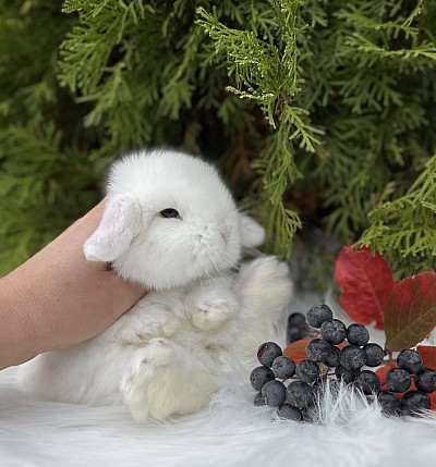 Mini lop, Miniature Lop, карликовые кролики Ростов, карликовые кролики Сочи, карликовые кролики Краснодар, кролик на Новый год, новогодний кролик, новогодние кролики