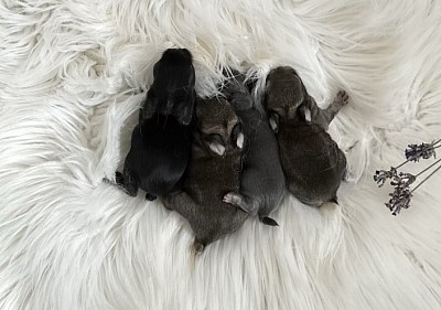 Mini lop, Miniature Lop, карликовые кролики Ростов, карликовые кролики Сочи, карликовые кролики Краснодар