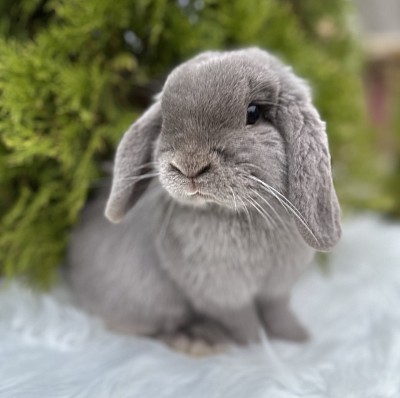 Карликовые кролики питомник, кролики Сочи, карликовые кролики Краснодар, карликовые кролики Ростов, питомник кроликов Ростов, кролики минилопы, Mini lop