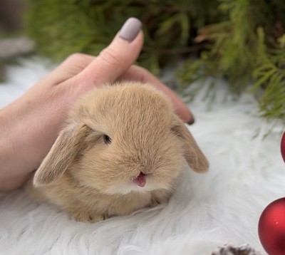 Miniя lop, Miniature Lop, карликовые кролики Ростов, карликовые кролики Сочи, карликовые кролики Краснодар