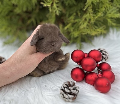 Miniя lop, Miniature Lop, карликовые кролики Ростов, карликовые кролики Сочи, карликовые кролики Краснодар